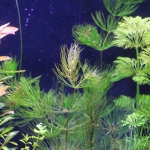 植栽から9日目（トリミングから4日目）　マツモ